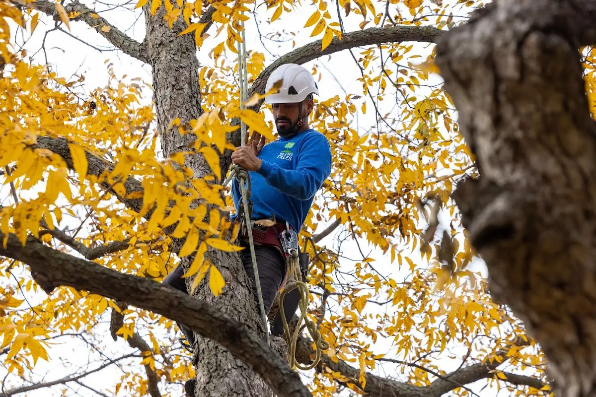 Skilled Tree Planting crew working in Gilman