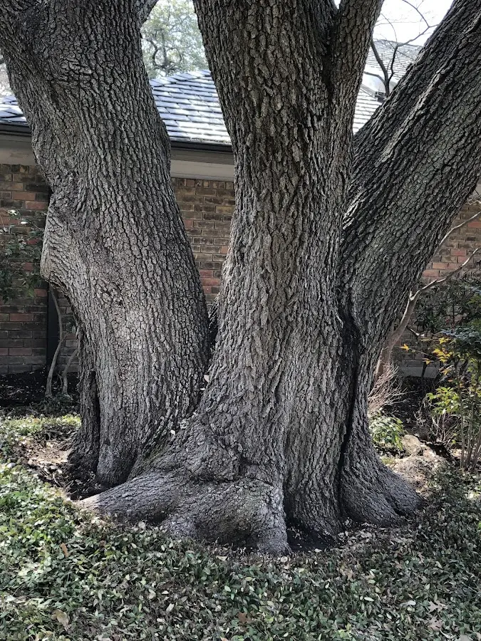 Mature heritage tree close to a Gilman property cared for by certified arborists